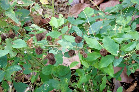 Natural Growth of Desmodium Tick Trefoil Featuring Distinctive Spiky Seed Pods in a Lush Green Environment Representing Botanical Resilience and Wild Habitat