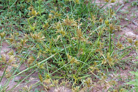 Resilience and Wild Growth of Purple Nut Sedge (Cyperus rotundus) Growing Naturally in Sandy Soil, Representing Survival and Ecological Persistence in the Wild