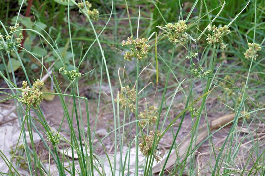 Variable Flatsedge (Cyperus difformis) cluster growing in damp soil, representing natural resilience, botanical diversity, and peaceful outdoor meadow scenery in sunlight.
