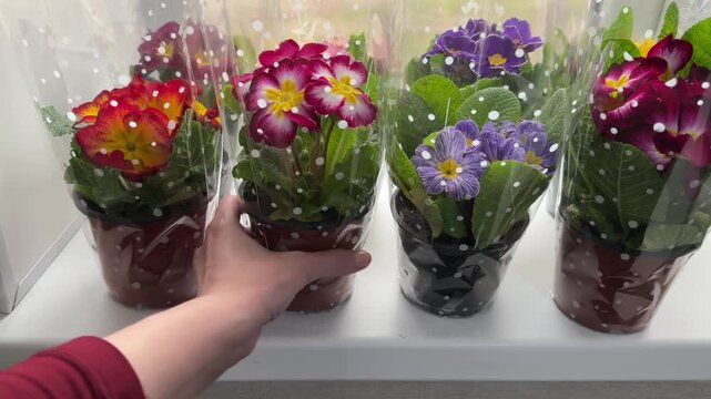 Woman places potted primrose flower on windowsill closeup