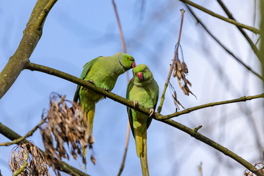 A pair of Rose-ringed parakeets sitting on a branch, Psittacula krameri