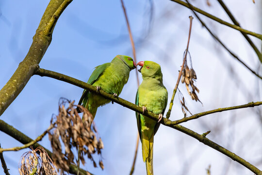 A pair of Rose-ringed parakeets sitting on a branch, Psittacula krameri