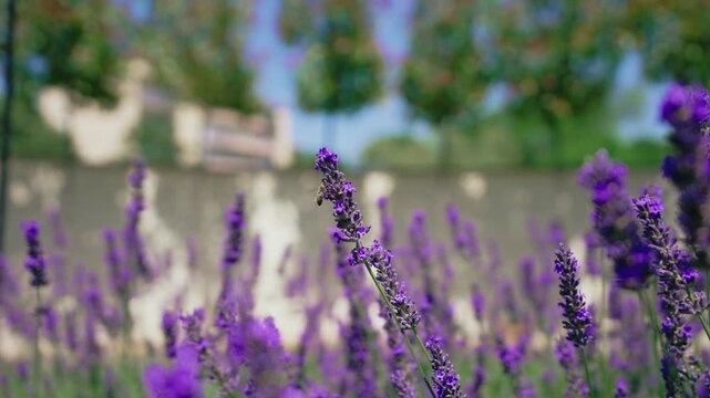 Honey Bee Hovering on Lavender Spike in Sunny Provence Countryside