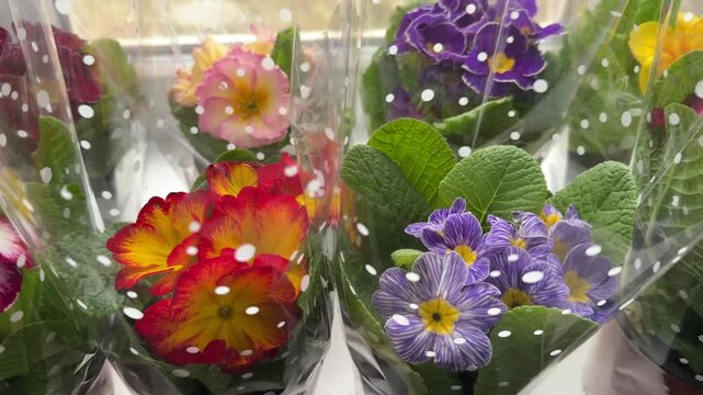Group of colorful potted primrose flowers wrapped in transport film closeup