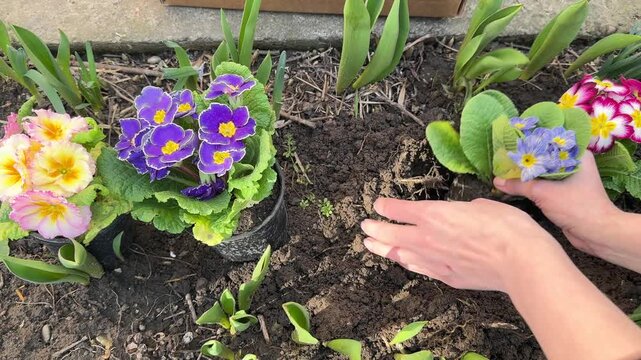 Woman plants blue primrose flower in sunny garden bed closeup