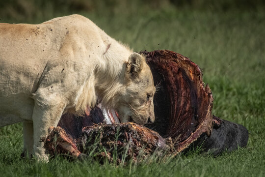 Side view of a lioness walking alertly through green grass, mouth slightly open and eyes fixed ahead. Captured in natural light, this image conveys strength, purpose, and raw wildlife energy. Ideal
