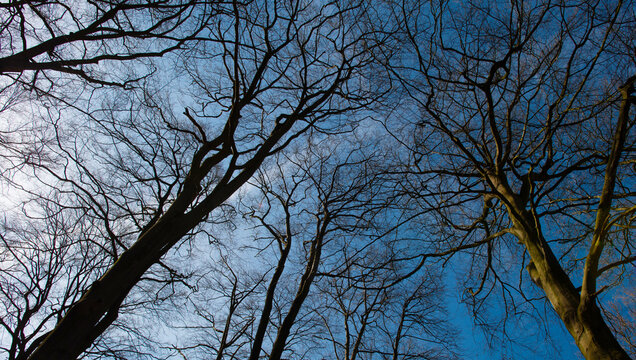 Trees in a forest under a blue sky in bright sunlight in springtime, Baarn, Lage Vuursche, Utrecht, The Netherlands, March 18, 2026