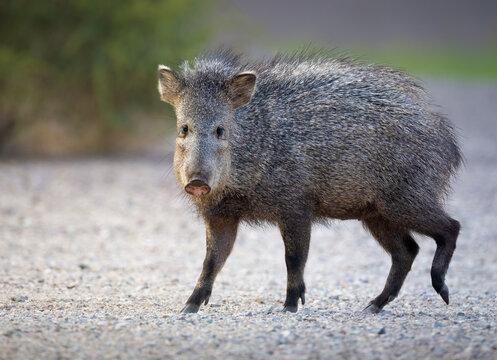 Javelina - Peccary