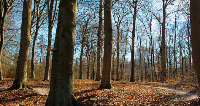 Trees in a forest under a blue sky in bright sunlight in springtime, Baarn, Lage Vuursche, Utrecht, The Netherlands, March 18, 2026