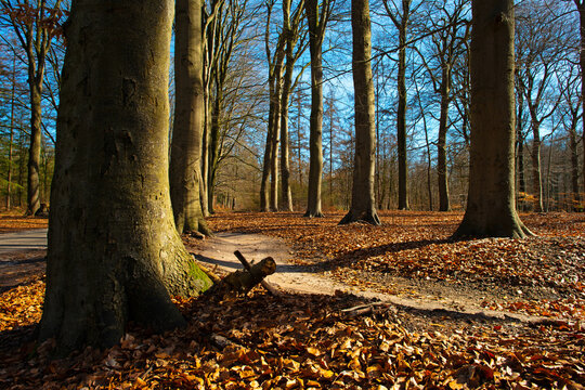 Trees in a forest under a blue sky in bright sunlight in springtime, Baarn, Lage Vuursche, Utrecht, The Netherlands, March 18, 2026