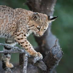 Obraz premium Bobcat Kitten