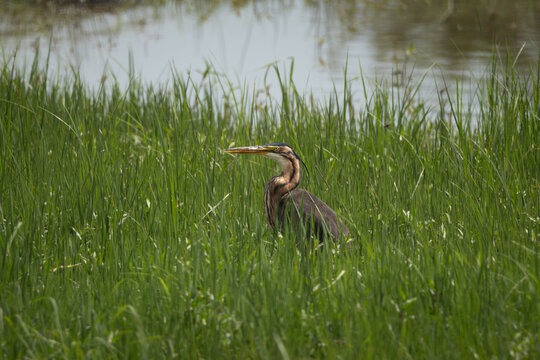 Elegant African purple heron with a long neck and slender body poised in tall green grass beside a calm reflective water body. Captured in natural light, this serene wetland scene is ideal for