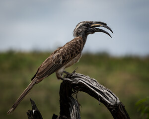 African Grey Hornbill standing on a curved dead branch with grassy plains in the background. Ideal for birdlife publications, African wildlife content, safari promotions, and nature-focused © Robert