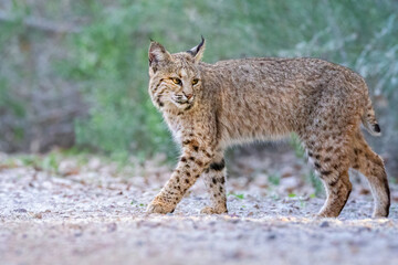Obraz premium Young Bobcat