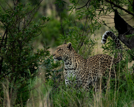 Wild leopard sitting calmly among tall dry grasses in its natural habitat. This powerful predator is partially concealed by vegetation, highlighting its camouflage and alert presence. Perfect for