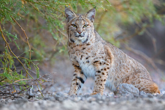Bobcat