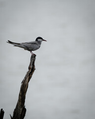 Fototapeta premium Solitary tern resting on the tip of a dead branch above calm water, silhouetted against a soft overcast sky. The minimalist composition and natural setting make this image ideal for themes of wetland