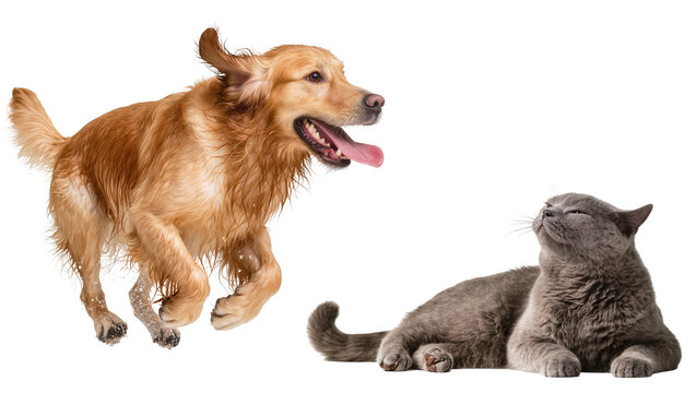 Energetic wet golden retriever dog jumping with water droplets, and a serene grey cat sunbathing, both animals isolated PNG on transparent background