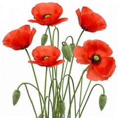 Obraz premium Red Poppy Flowers Bouquet with Green Buds on Transparent Background