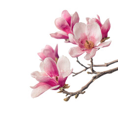 Fototapeta premium Beautiful magnolia flowers bloom on a branch in spring season displaying shades of pink and white