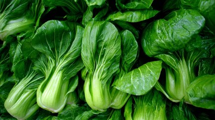 Fototapeta premium Close up of fresh bok choy vegetable with green leaves, healthy food, organic produce, leafy texture, natural freshness, raw ingredient, diet nutrition, farm harvest concept, clean eating