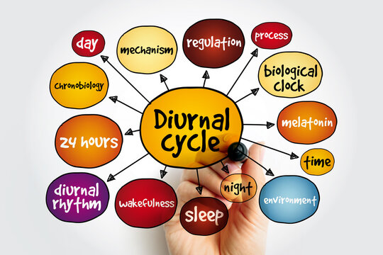 Diurnal cycle mind map, concept for presentations and reports