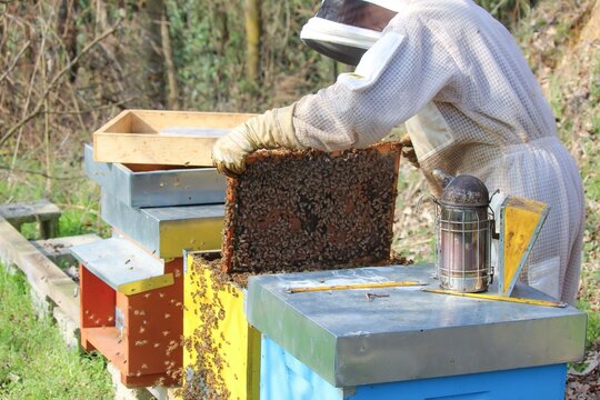 Close-up of bees - A beekeeper is removing the honeycomb frame from the hive to inspect the situation. A beekeeper at work in his apiary.