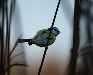 Small blue tit bird perched on a thin reed stem in a natural wetland environment. The bird is shown in side profile with blue yellow and white plumage against a soft blurred background creating a calm © Robert