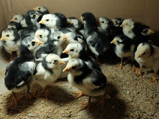 group of chickens At farm © sense photo