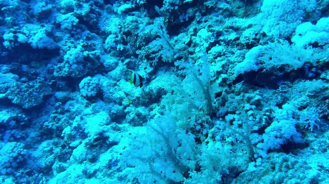 Vibrant underwater scene featuring a lone butterflyfish swimming among white soft corals and rugged reef structures in the deep blue Red Sea during a clear summer day shot from a wide side angle
