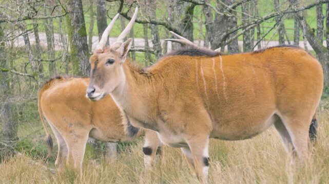 Medium Tracking Shot of Eland with Straight Horns and Brown Coat Standing Stillin Small Herd. Wildlife Animal Herbivore Clip.