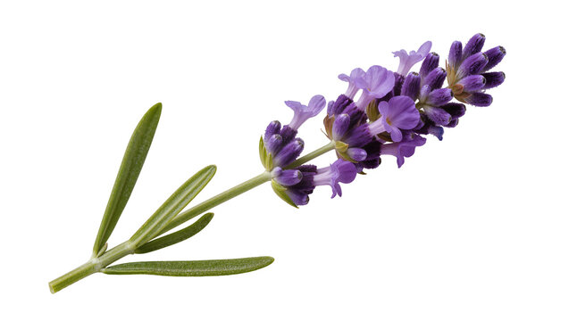 Fresh aromatic lavender sprig with vibrant purple blossoms and slender green leaves, naturally isolated PNG for botanical designs and aromatherapy concepts