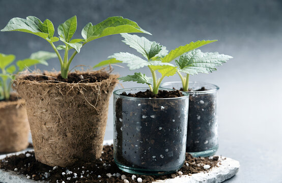 Eco Friendly Plant Pots, Sustainable Gardening Concept