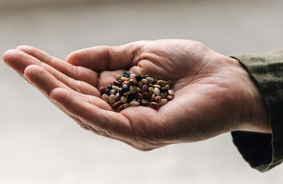 Seeds in Human Palm, Growth and Potential Concept Close Up