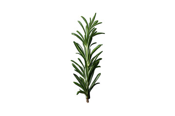 Obraz premium Rosemary sprig showing vibrant green needles, a fresh aromatic herb used for flavoring meals and promoting wellbeing