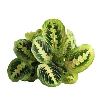 Bright green leaves of a maranta plant are arranged together in a close view showing unique patterns and colors