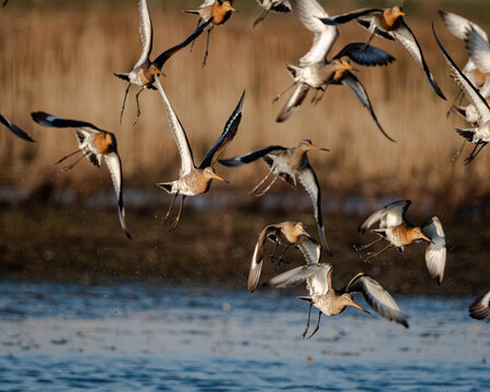 Small group of black-tailed godwits standing and resting in calm shallow water during warm golden hour light. The soft reflections and smooth water surface create a tranquil atmosphere, while the warm