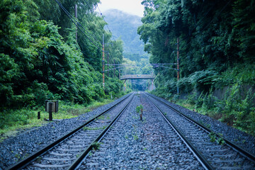 Fototapeta premium Straight railway track through lush green bamboo forest Japan