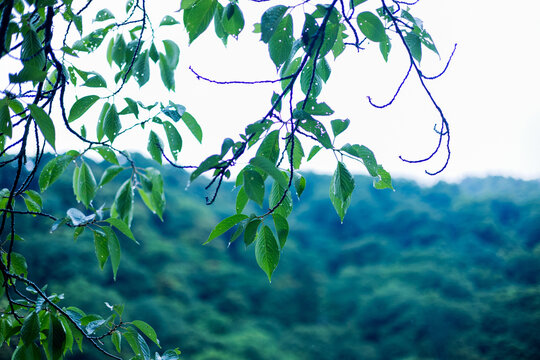 Green leaves dotted with raindrops after the rain with forest background.