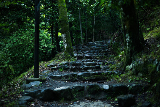 Natural stone stairs and walking path surrounded by trees, Japan.
