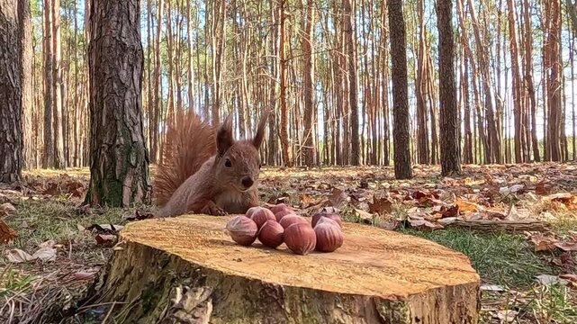 A red squirrel approaches a hazelnut-topped stump in a pine forest, sniffs and feeds near the pile, then turns and runs away, displaying alert, natural foraging behavior.