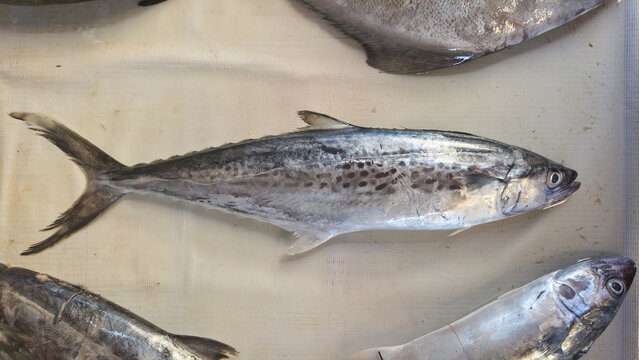 mackerel at the traditional market - Scomberomorus guttatus