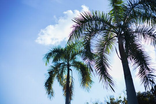 Beautiful tropical palm trees under a bright blue sky on a sunny day.