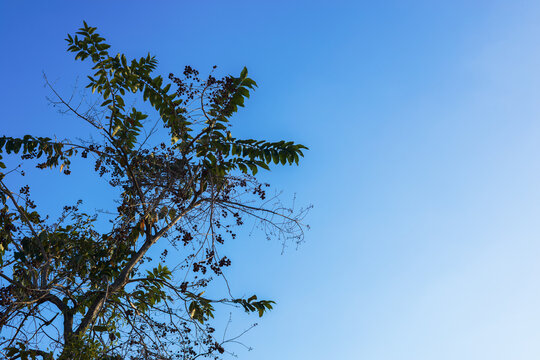 Beautiful green tree branches under a bright blue sky background.