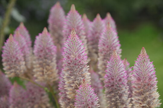 pink mulla
