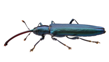 Exotic metallic blue-green long-snouted weevil beetle, a striking insect species isolated on transparent background, perfect for nature designs PNG © Hugo
