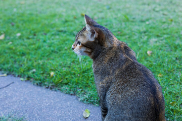 Profile portrait of a domestic cat sitting peacefully in the garden with a lawn background. © Orio