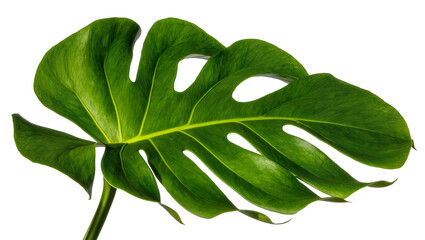 Vibrant green tropical Monstera leaf, also known as split-leaf philodendron, isolated PNG on transparent background for botanical design © Hugo