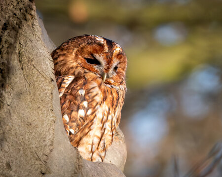 Tawny owl perched quietly in a natural tree hollow, partially framed by textured bark. The warm brown and cream plumage blends beautifully with the woodland surroundings, while soft background bokeh