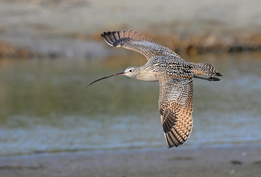 long-billed curlew (Numenius americanus) flying over the ocean beach during migration, Galveston, Texas, USA.